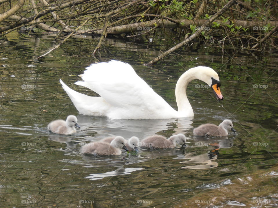 Mother Swan With Cygnets