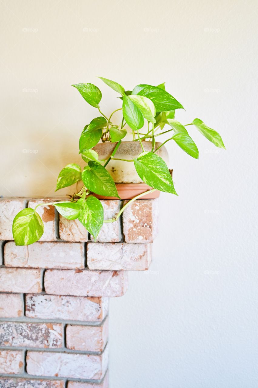 The Devils Ivy it’s poisonous plant, it likes medium watering and likes bright light but no direct sun. 