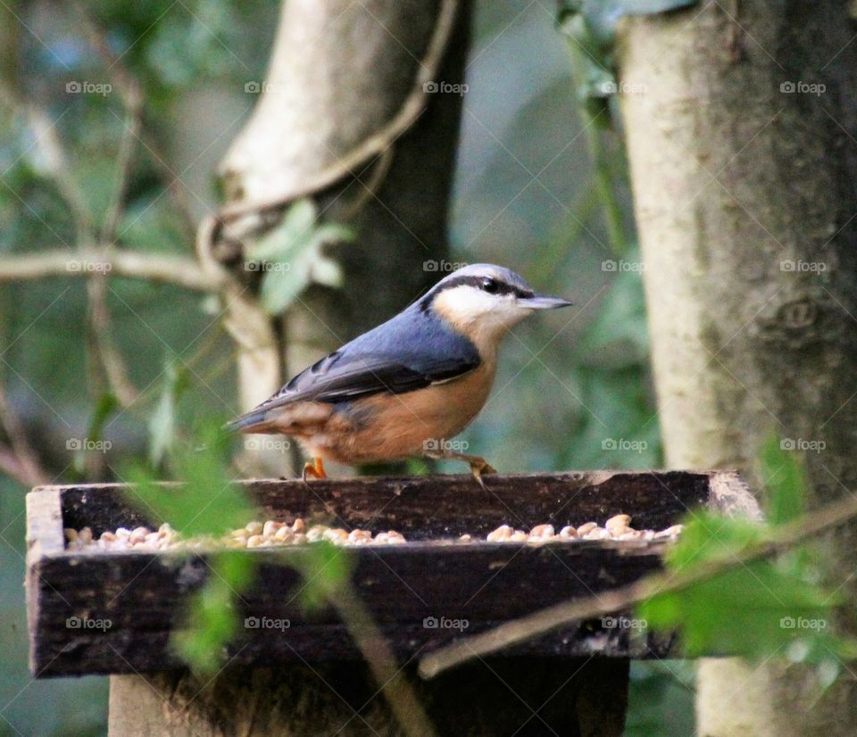 making the most of a canalside feeder