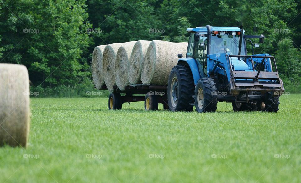 gathering round hay bales