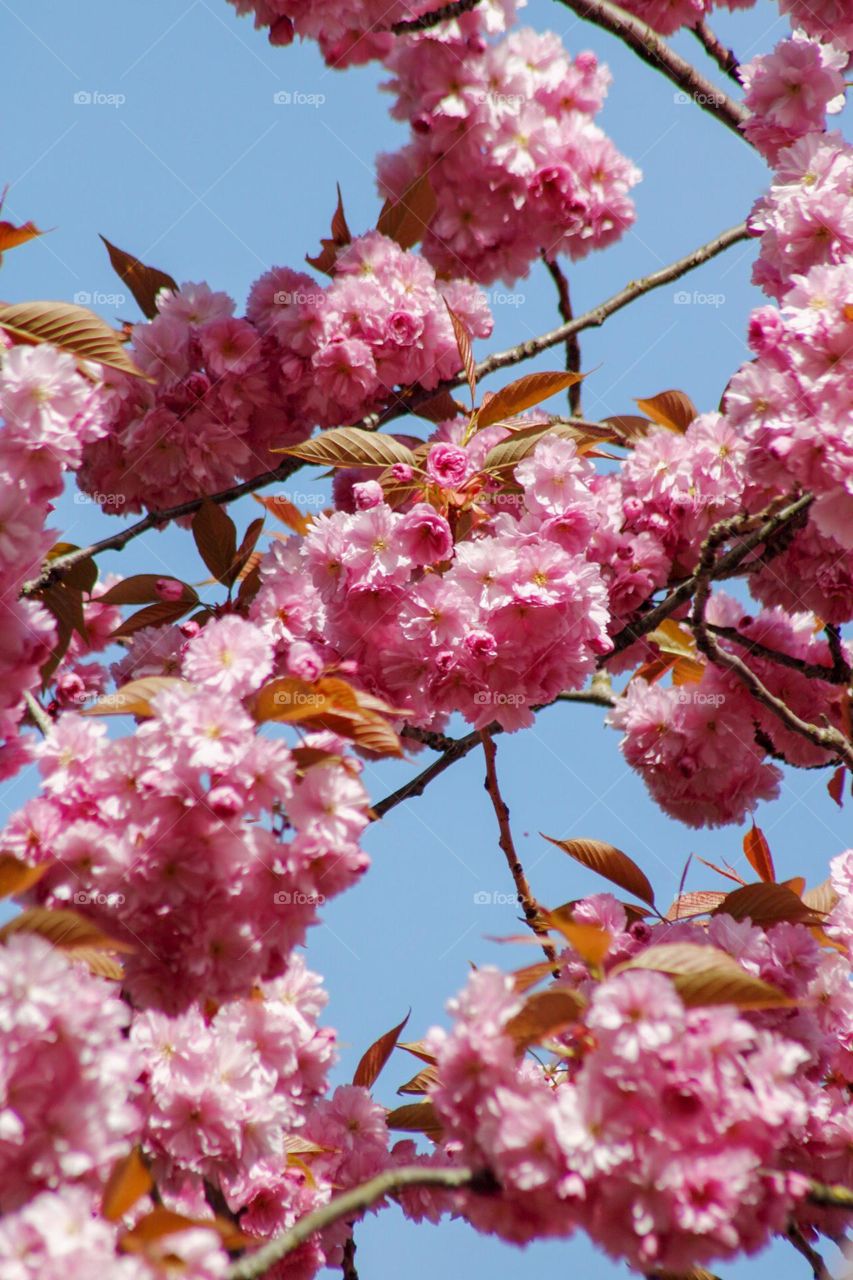 blossoming tree