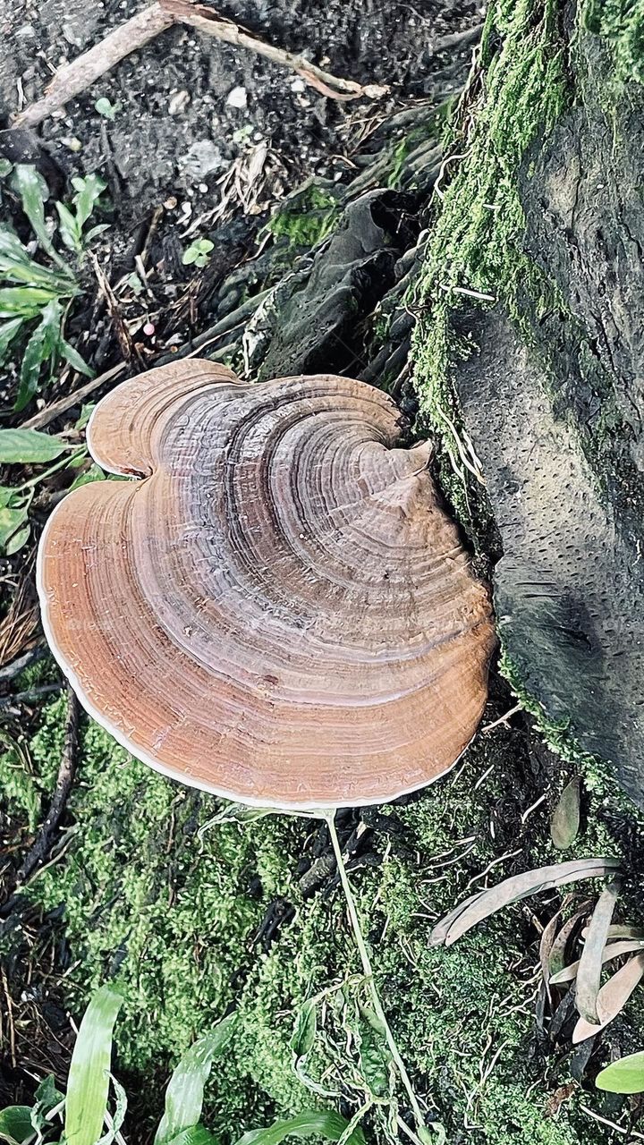 Fungus