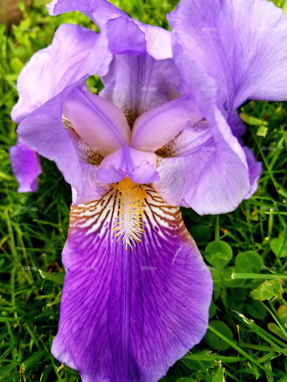 Beautiful Flowers