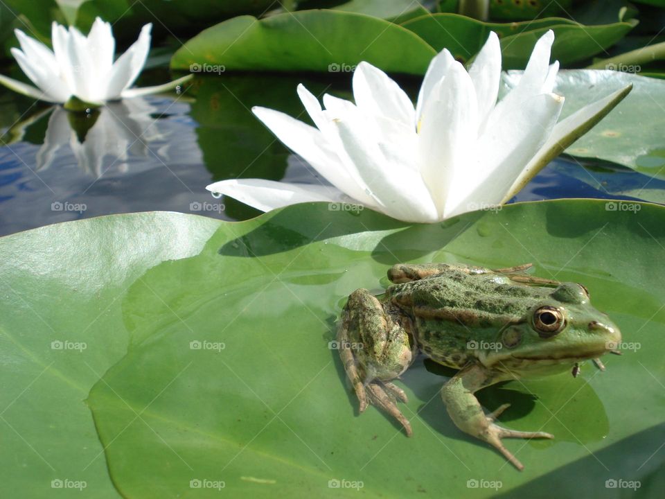 Frog among water lilies
