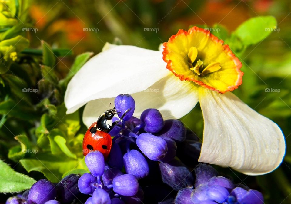 Ladybug