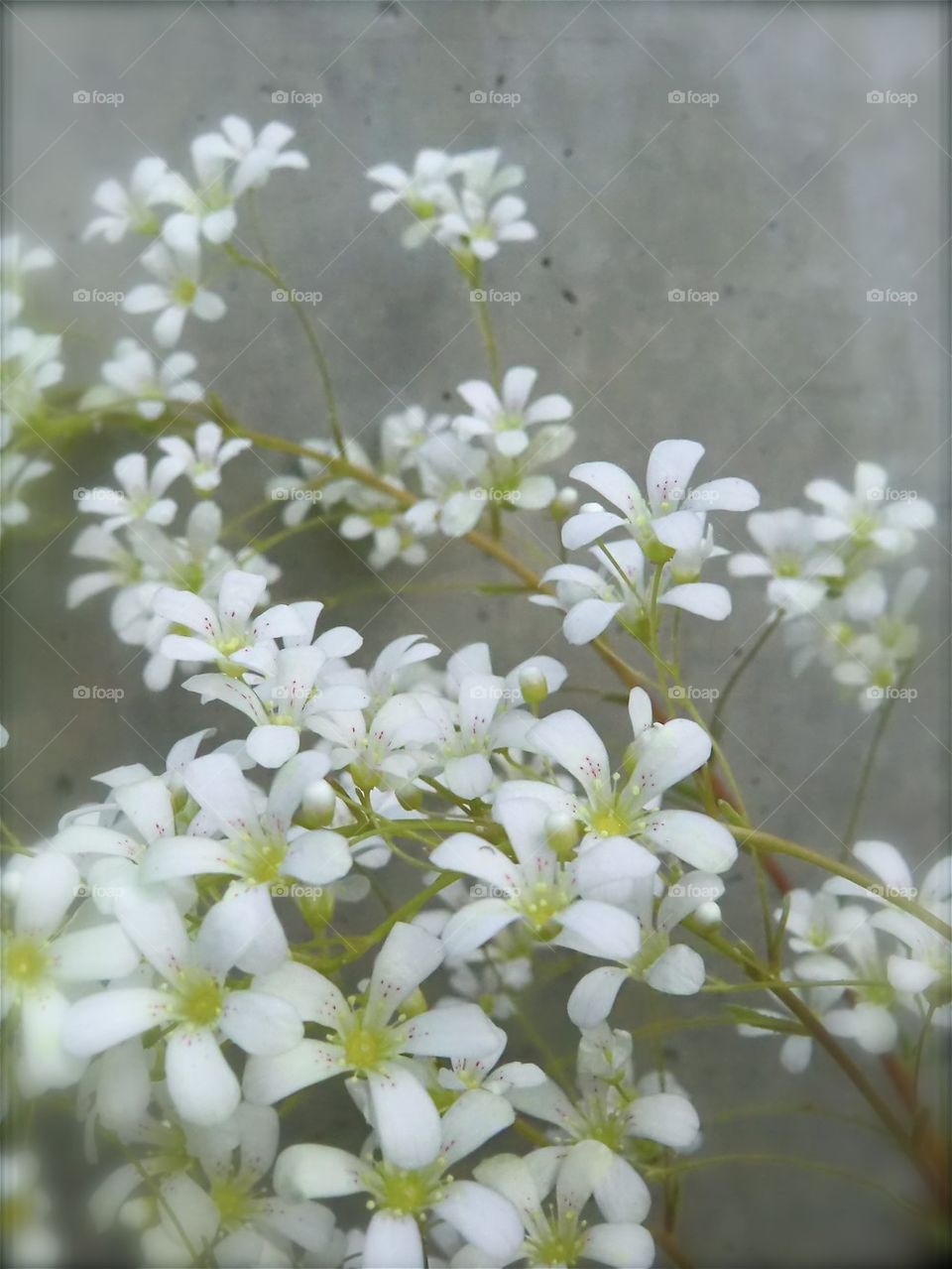 White little flower