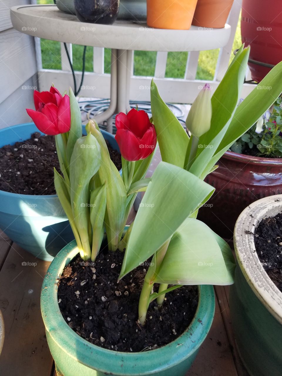 Blooming tulips for spring.