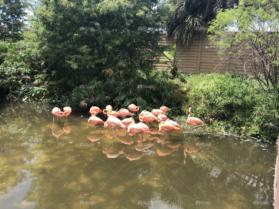 Napping hours for flamingos 