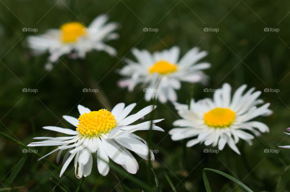 Daisies