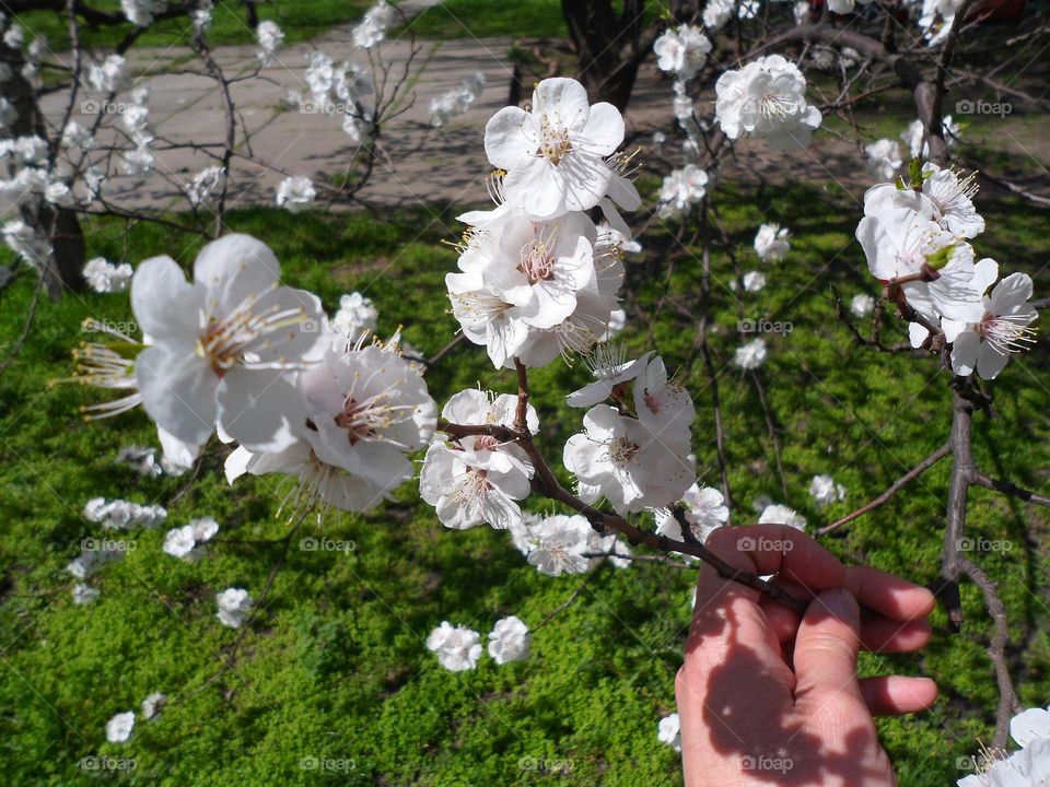 apple blossom in spring