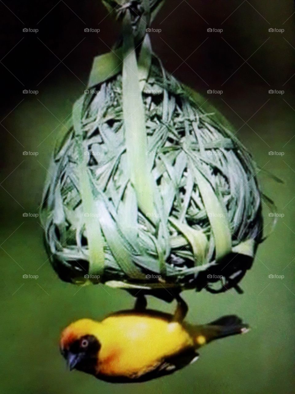 The little birds made a beautiful nest.Nice nest creation by small birds.