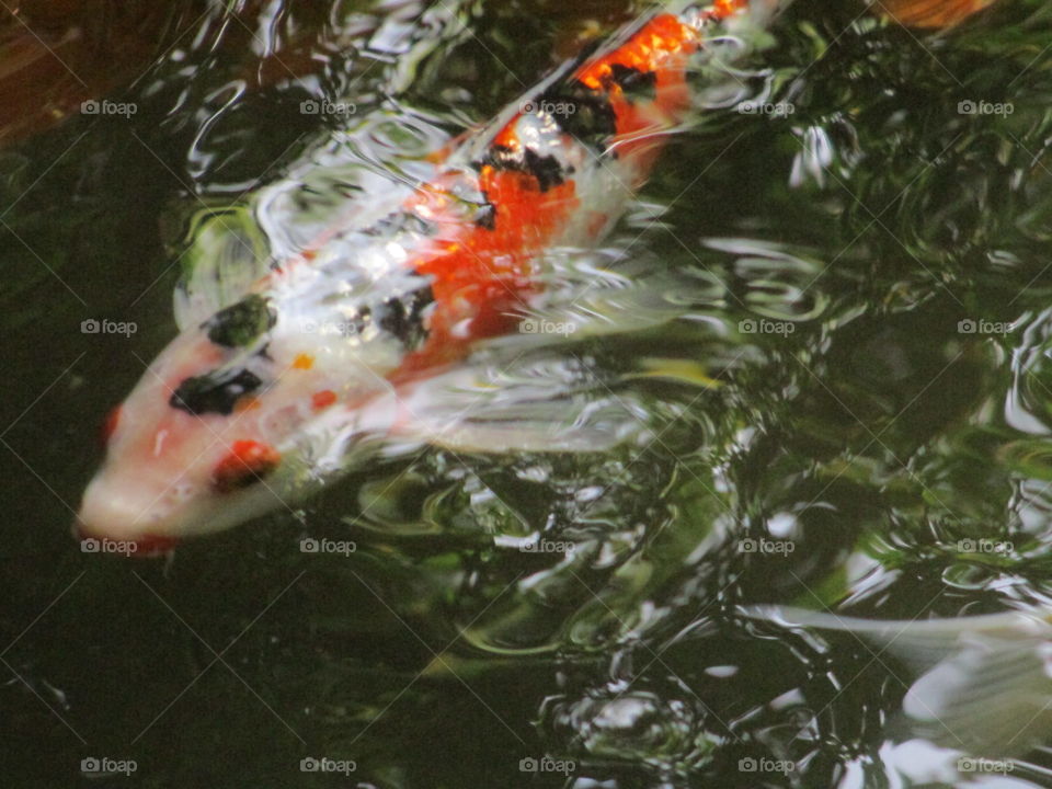 fish koi