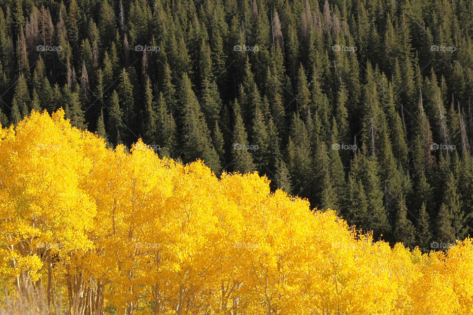 green yellow trees leaves by lmtrent