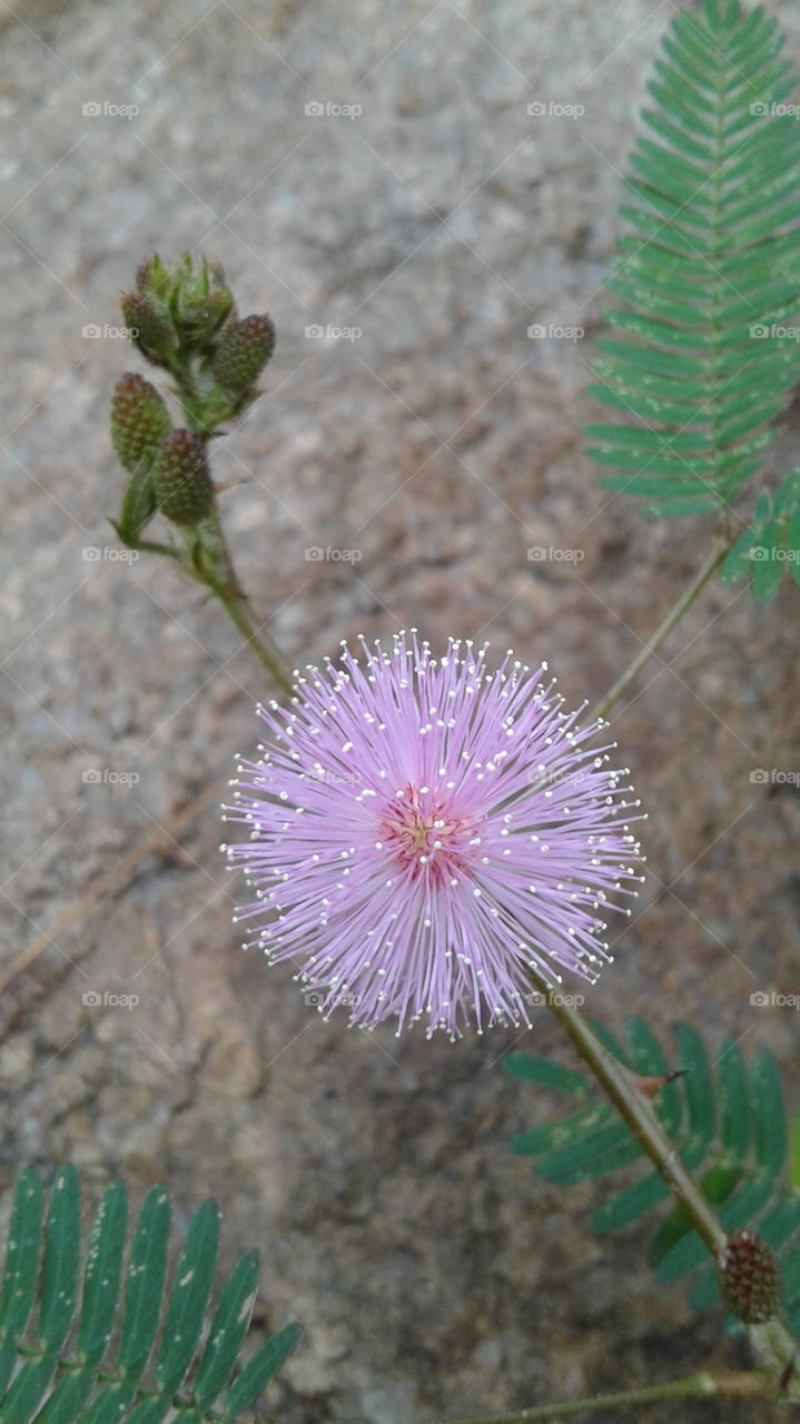 pink colour wild flower
