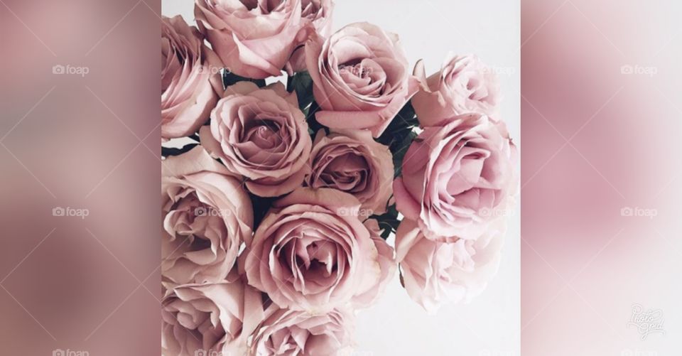 Beautiful roses 🌹