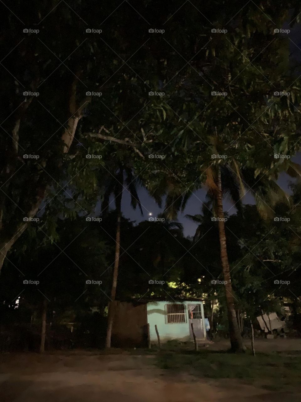 Palmeras de noche