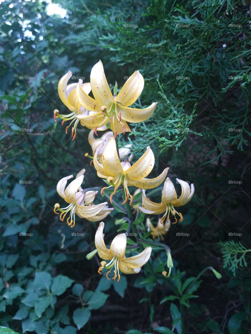 Appalachian wildflower
