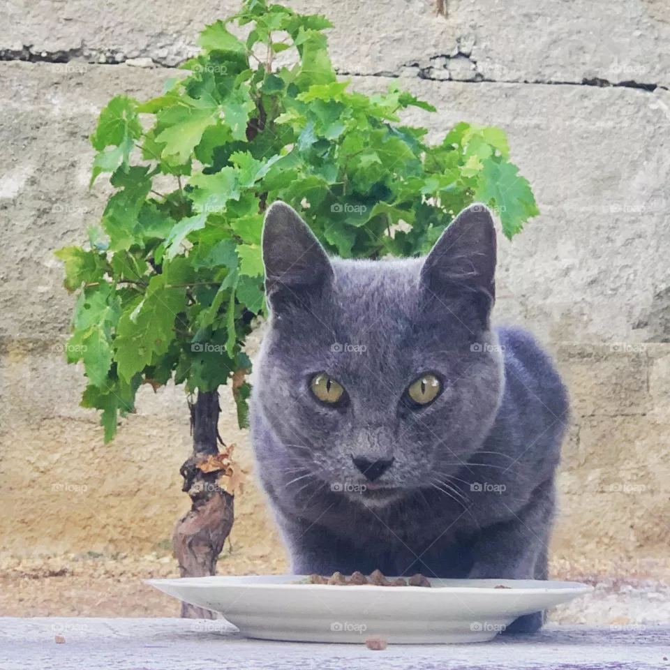 Grey cat 