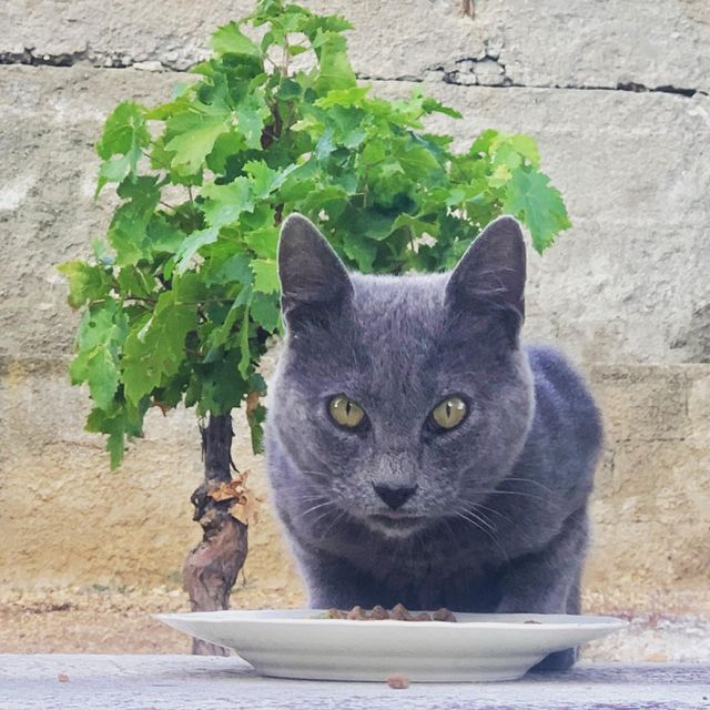 Grey cat 