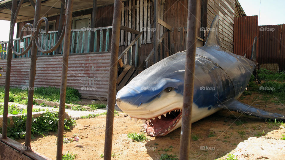 BEWARE OF THE SHARK <^^^> Leonardo Kubrick