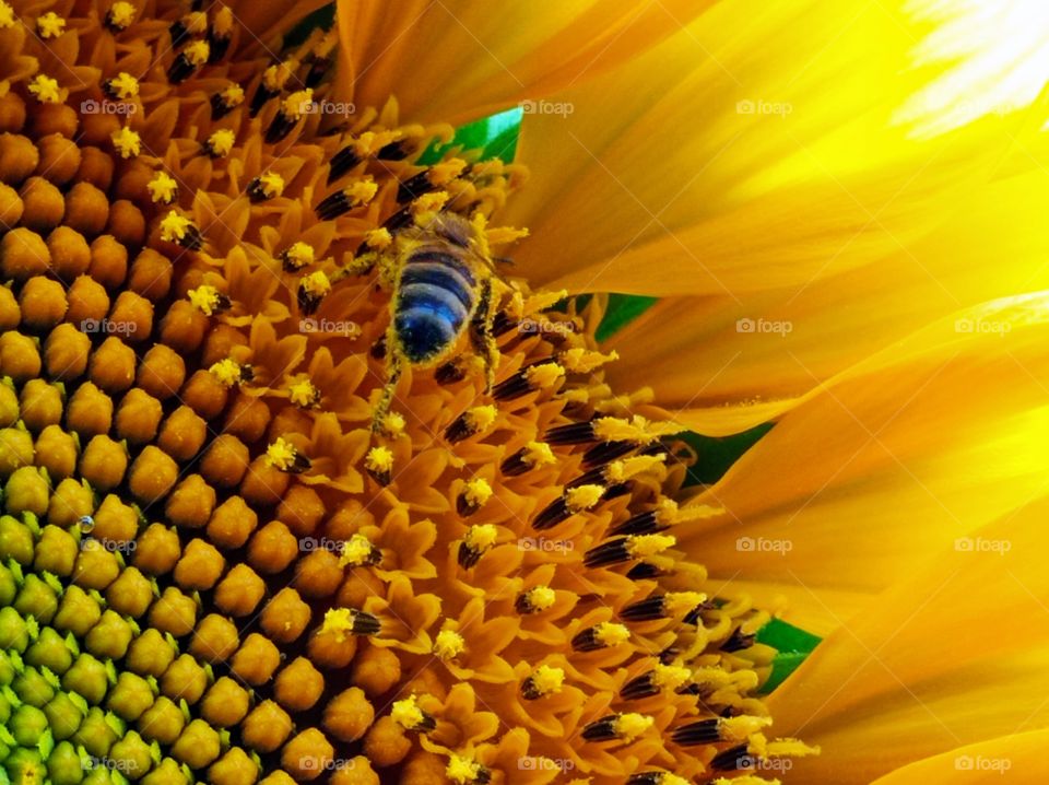 A bee collects pollen from a sunflower.