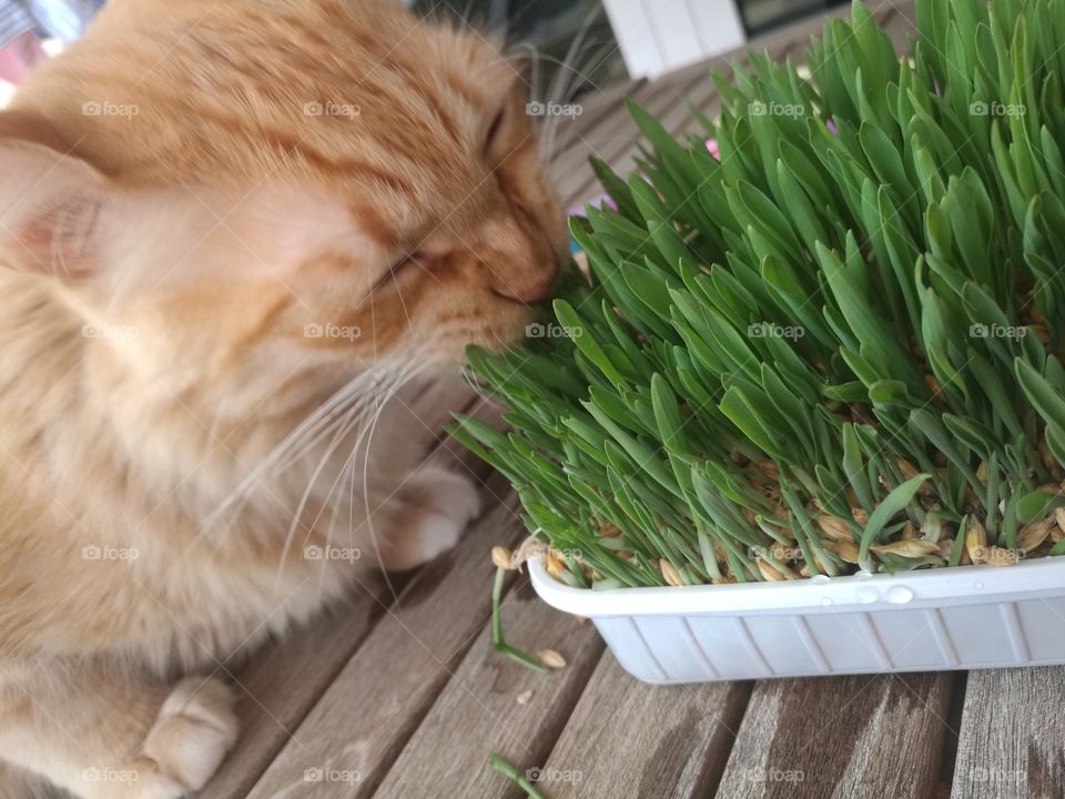 Cat eat herb