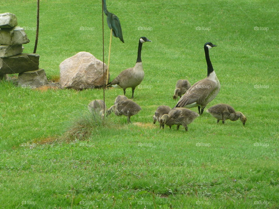 Baby geese