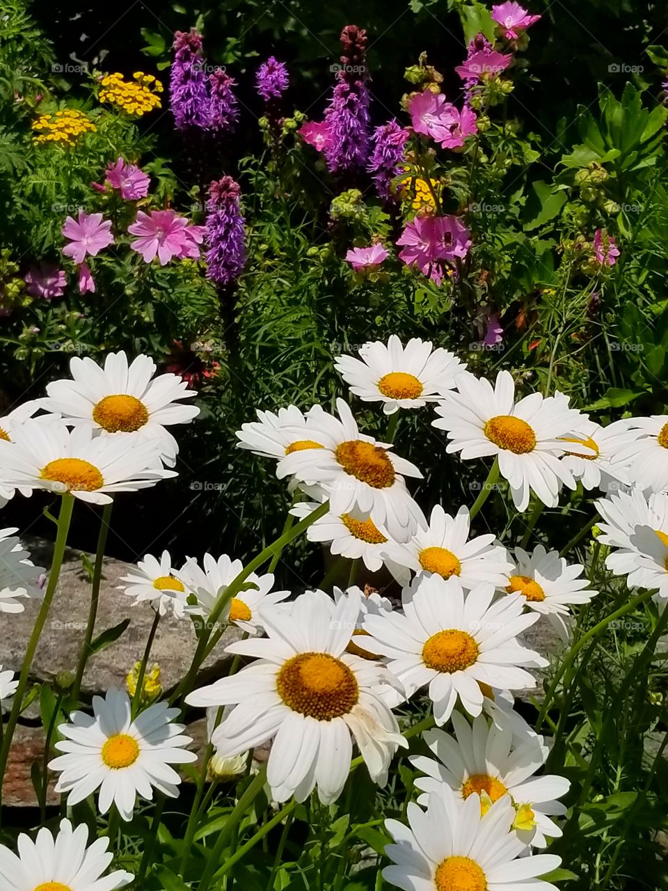 Daisys