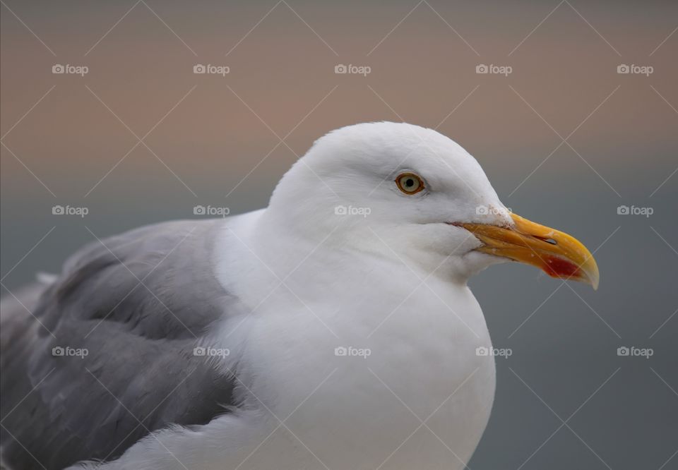 Seagull