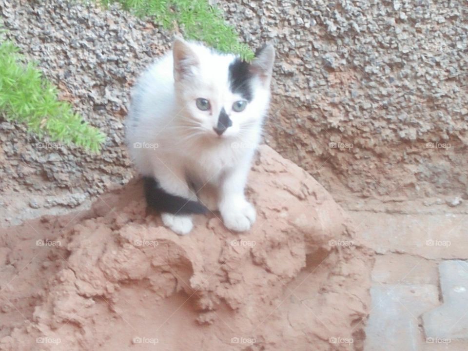 Beautiful cat looking at my camera