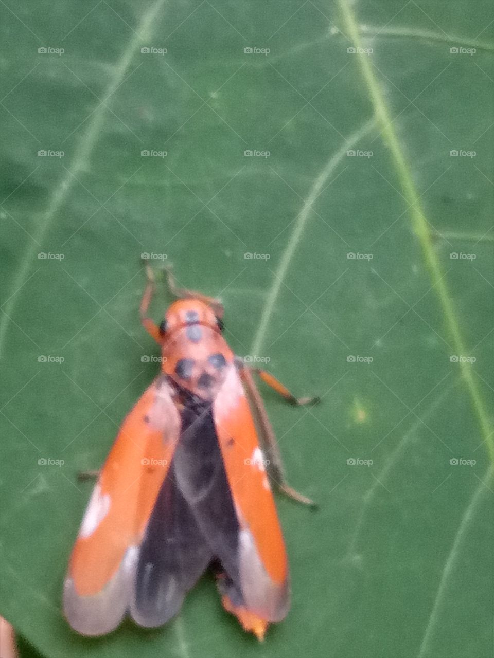 orange buh on the leaf