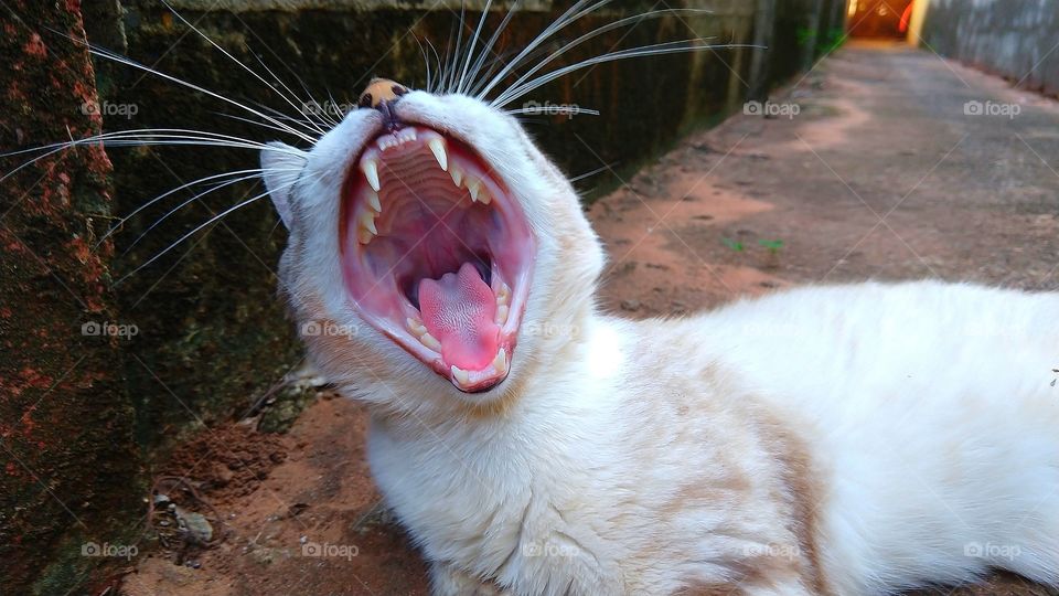 Gato abrindo a boca. Preguiçoso sonolento.
