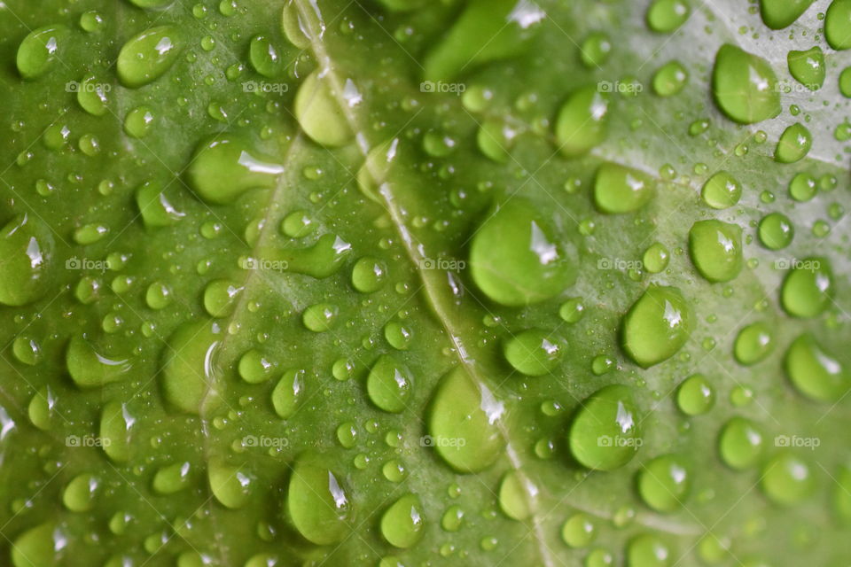Water droplets on green leave 