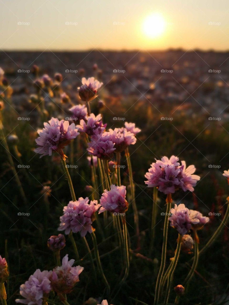 Sea Pink flowers at sunset, Stokes Bay