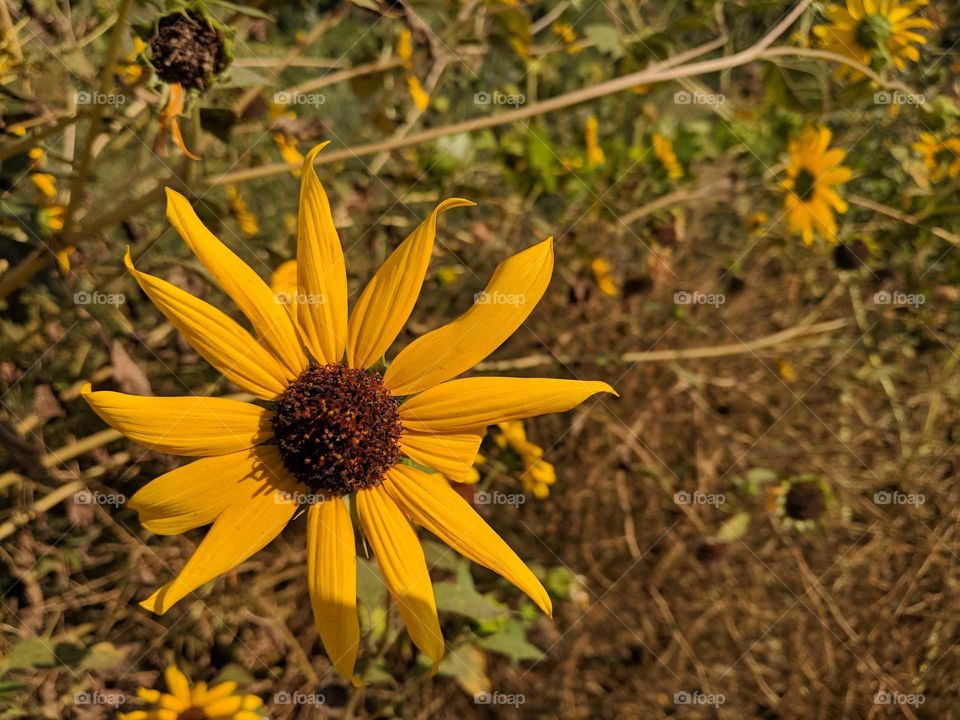 Orangish yellow sunflower on a farm in NorCal.
