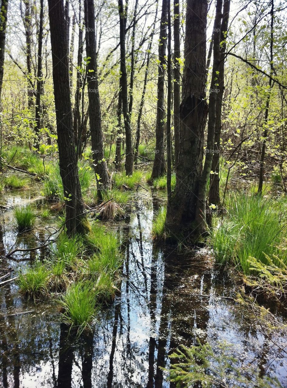 spring nature trees water by miss_falcon