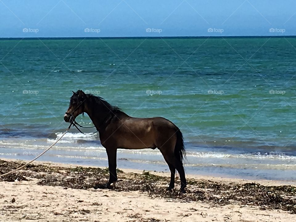 Bareback horse on beach by ocean