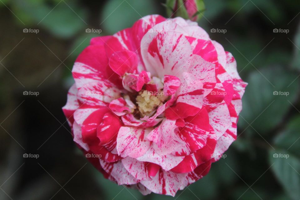 two-colored roses are blooming