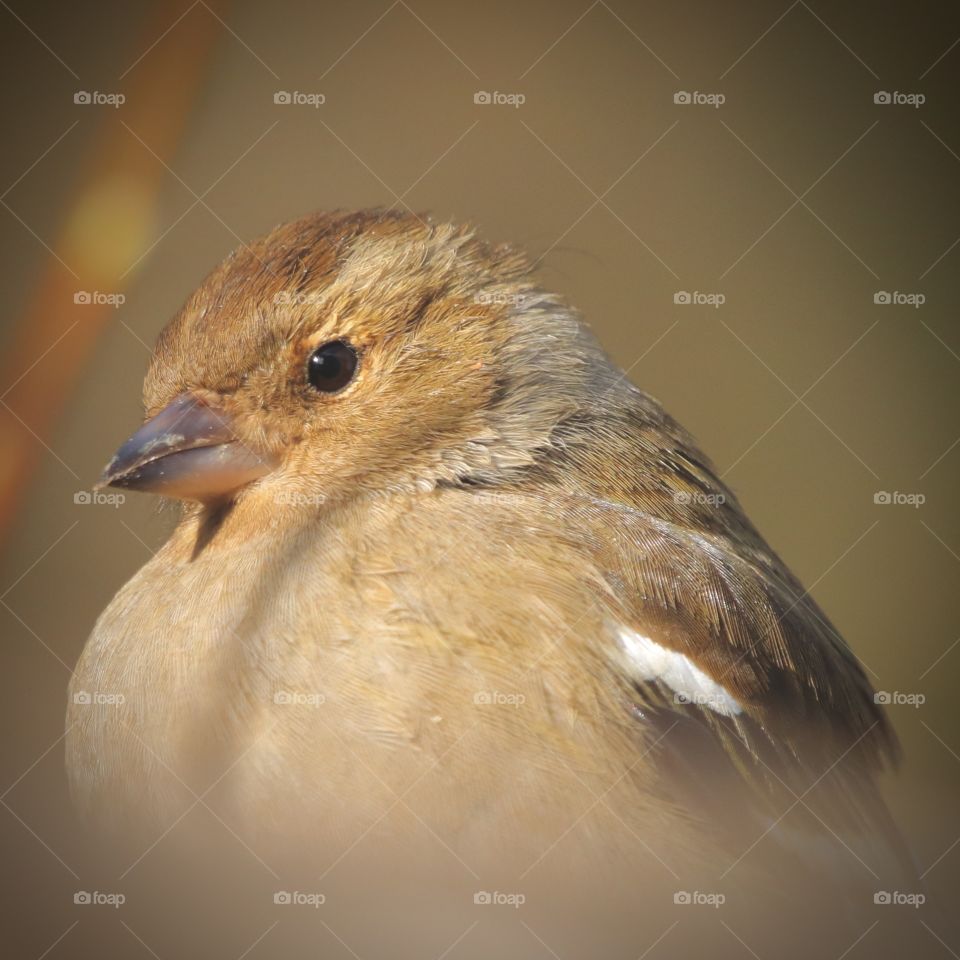 Chaffinch 