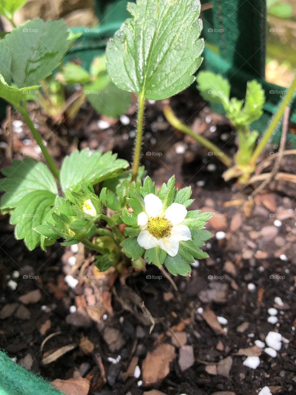 Grow bag strawberry plants