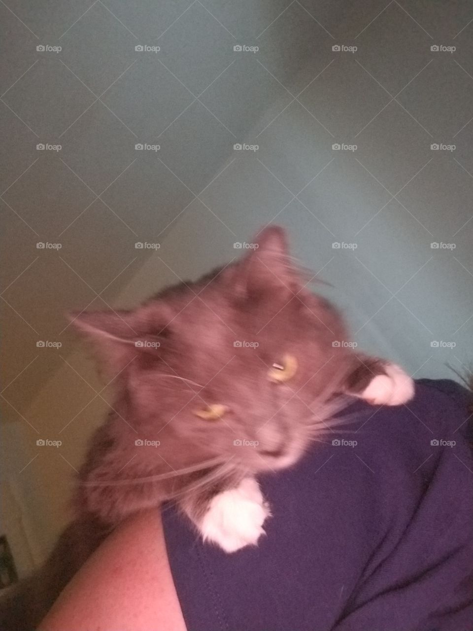 cat on human shoulder