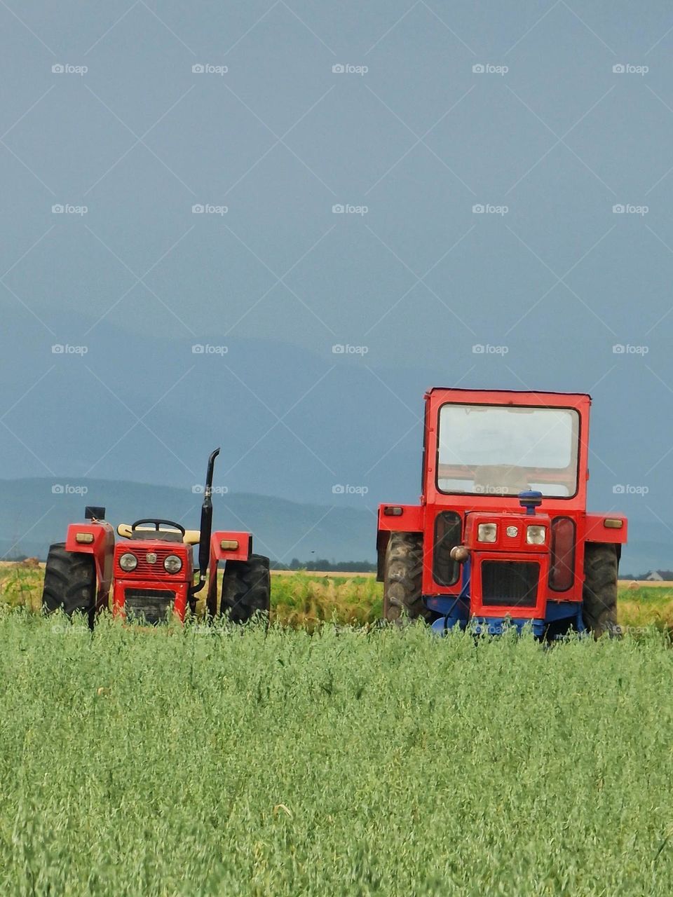 Red Tractors in the Green Field