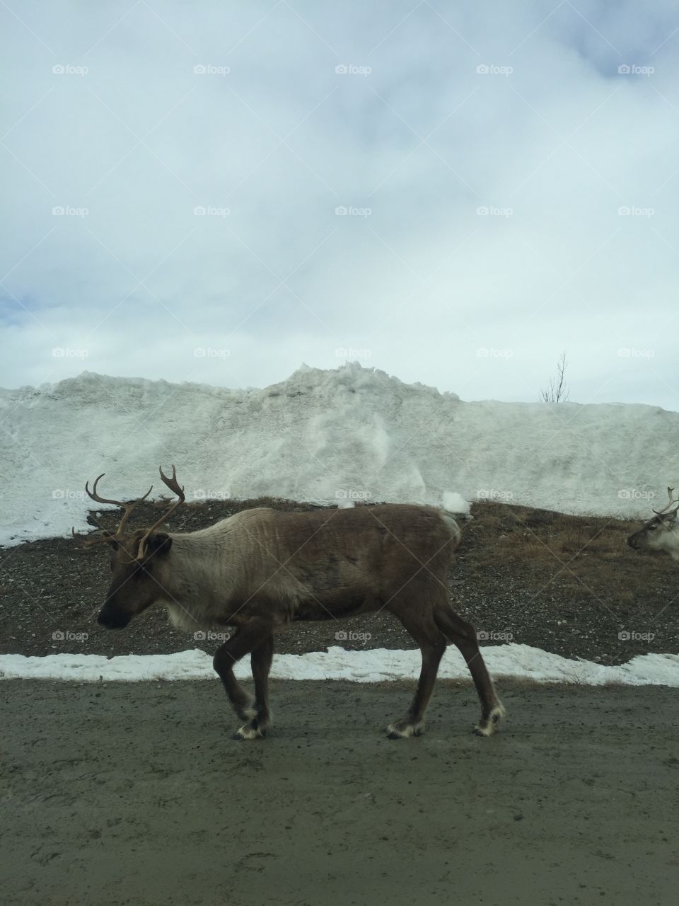 A reindeer on the side of the road 