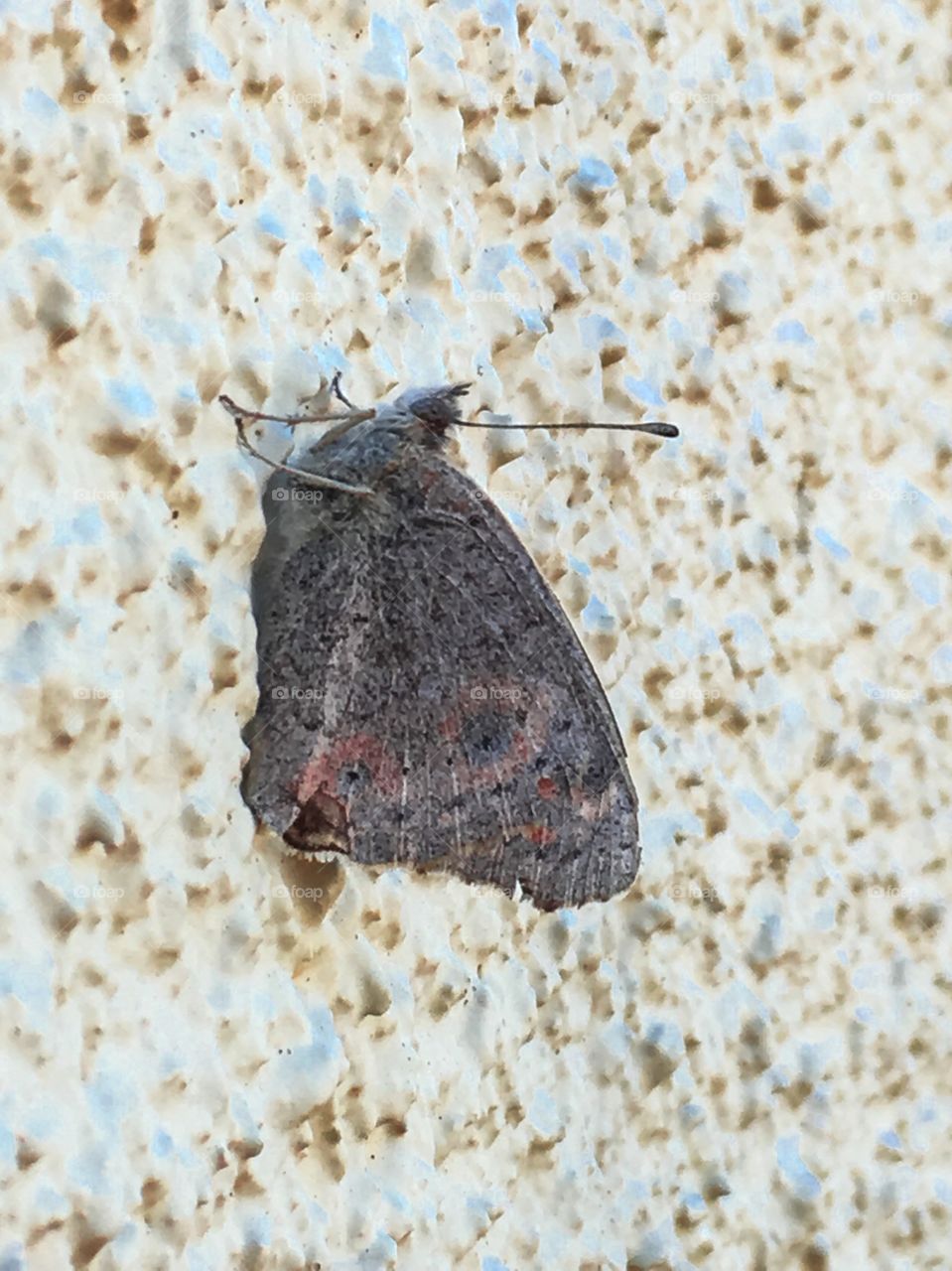 Moth on a stucco wall outdoor 