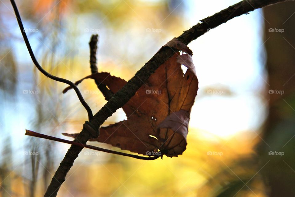 dry leaf holding on