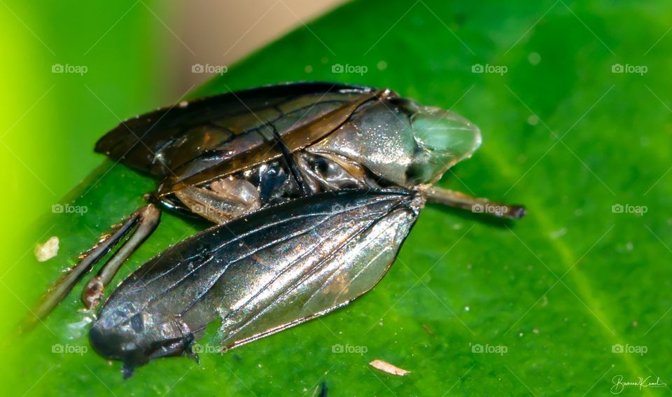Cicadellid from Phuket