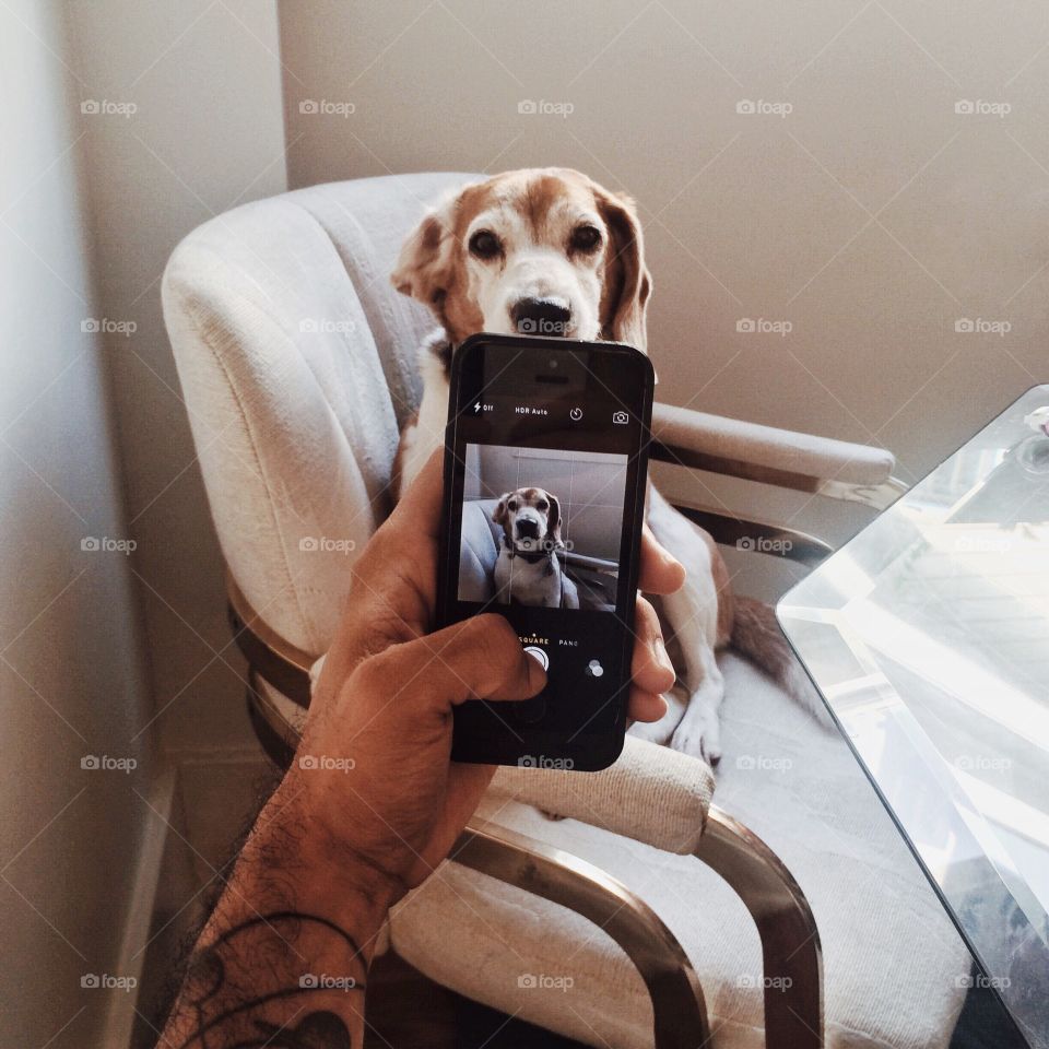 Indoors, Dog, Sit, Portrait, Sofa