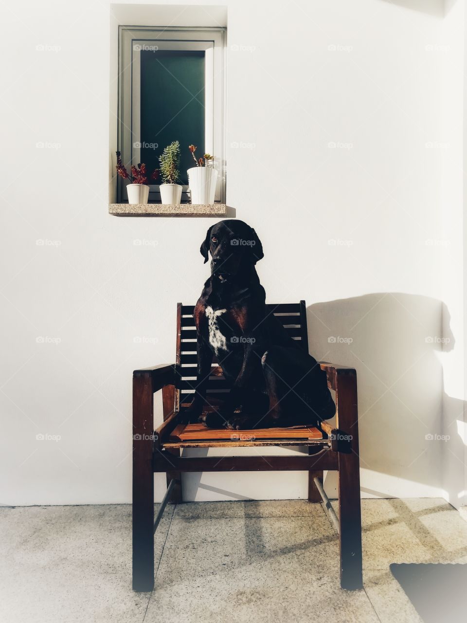 Black dog sitting on his favorite wooden chair on a sunny spring morning