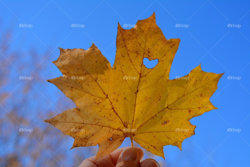 autumn leaf with heart in the hand blue sky background, love autumn time