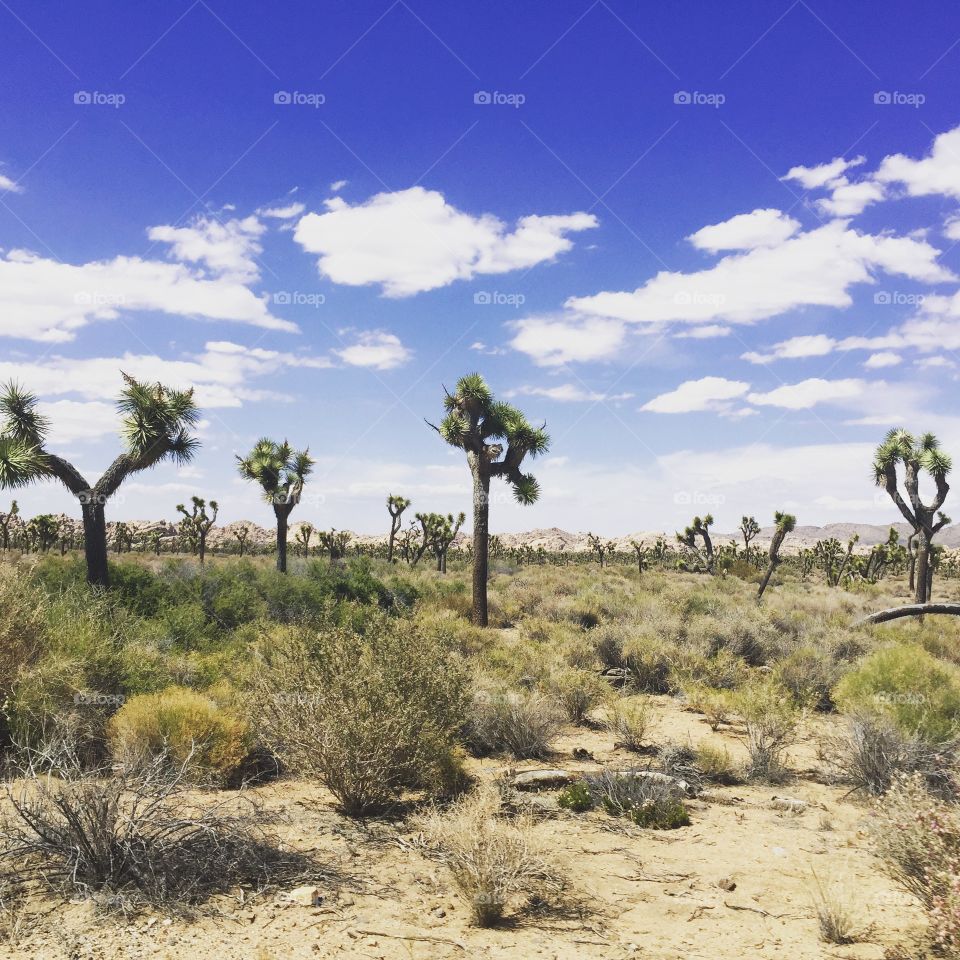 Joshua Tree